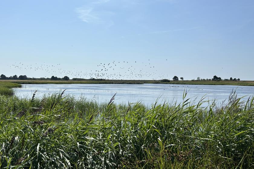 EN: Natural landscape. Grass in the foreground, a lake behind it. Birds flying over the lake. // DE: Naturlandschaft. Im Vordergrund Gras, dahinter ein See. Über dem See fliegen Vögel. // DA: Naturlandskab. I forgrunden græs, bagved en sø. Over søen flyver fugle.